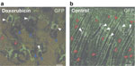 Figure 5 - Unfortunately we are unable to provide accessible alternative text for this. If you require assistance to access this image, please contact help@nature.com or the author